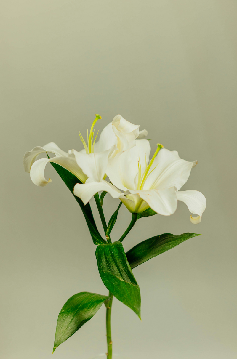 Gardenia 110 ml Reed Diffuser